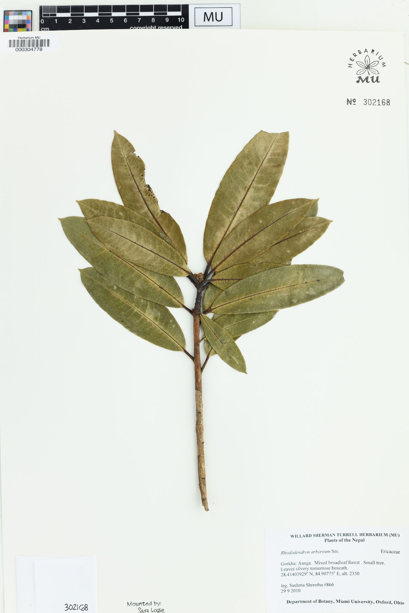 Rhododendron arboreum image
