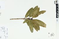 Rhododendron arboreum image