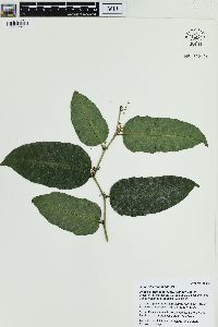 Amborella trichopoda image