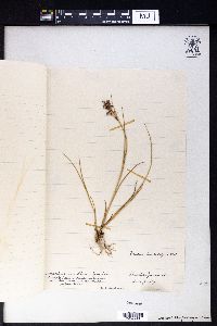 Juncus articulatus subsp. articulatus image