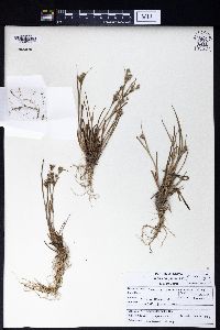 Juncus prismatocarpus image