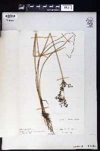 Juncus atratus image