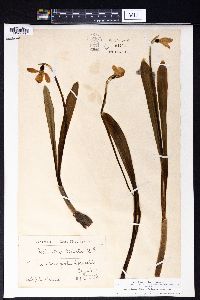 Image of Galanthus plicatus
