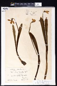 Galanthus plicatus image