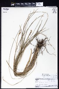 Ophiopogon intermedius image