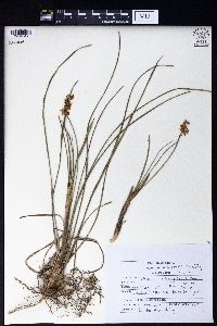 Ophiopogon intermedius image