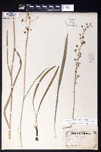 Anticlea sibirica image