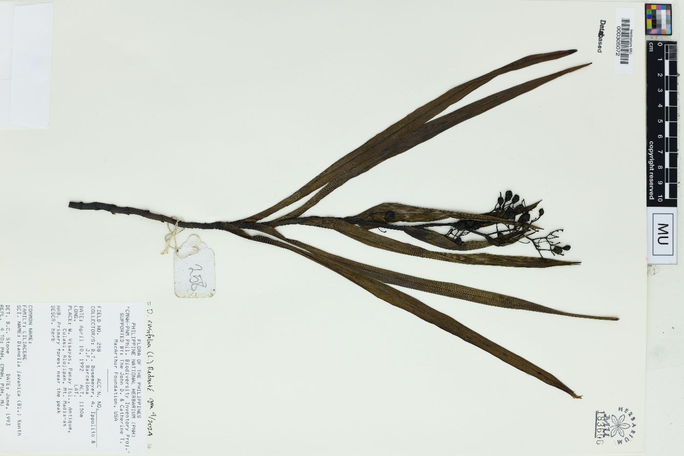 Dianella javanica image