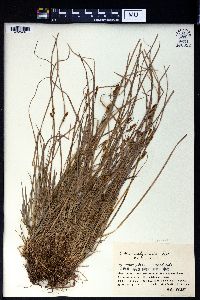 Carex sabulosa image