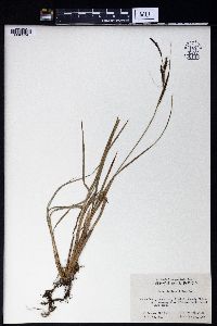 Carex rubrobrunnea var. taliensis image