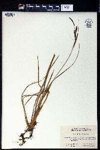 Carex rubrobrunnea var. taliensis image