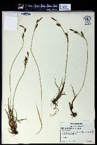 Carex panicea image