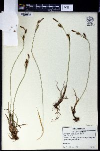 Carex panicea image