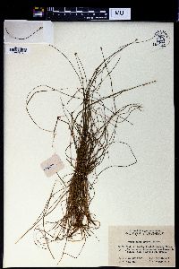 Carex onoei image