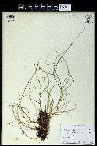 Carex loliacea image