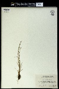 Carex capillacea image