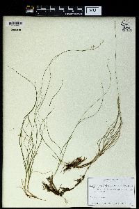 Carex disperma image