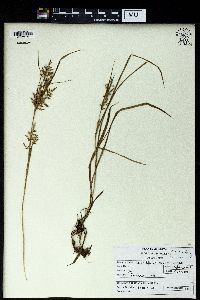 Carex filicina image