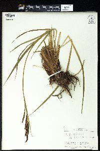 Carex buekii image