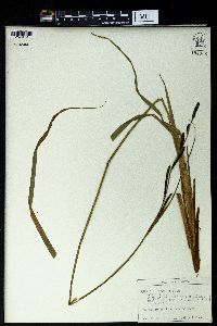 Carex buekii image