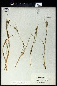 Carex zikae image