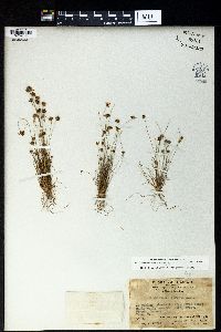 Bulbostylis barbata image