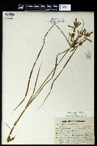 Cyperus iria image