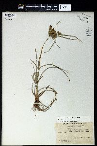 Cyperus cyperoides image