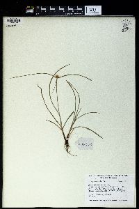 Kyllinga monocephala image