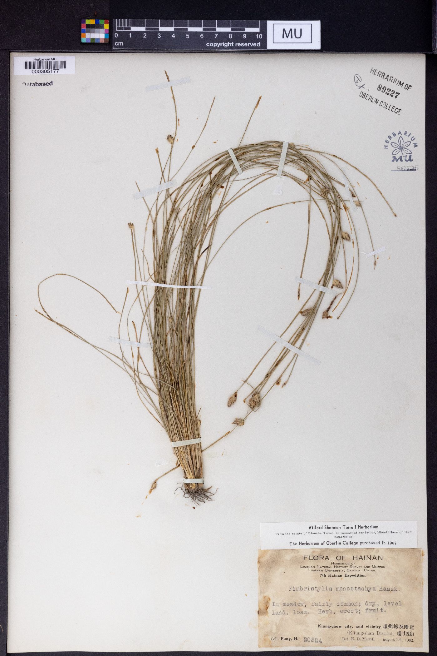 Fimbristylis monostachya image