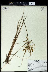 Cyperus iria image