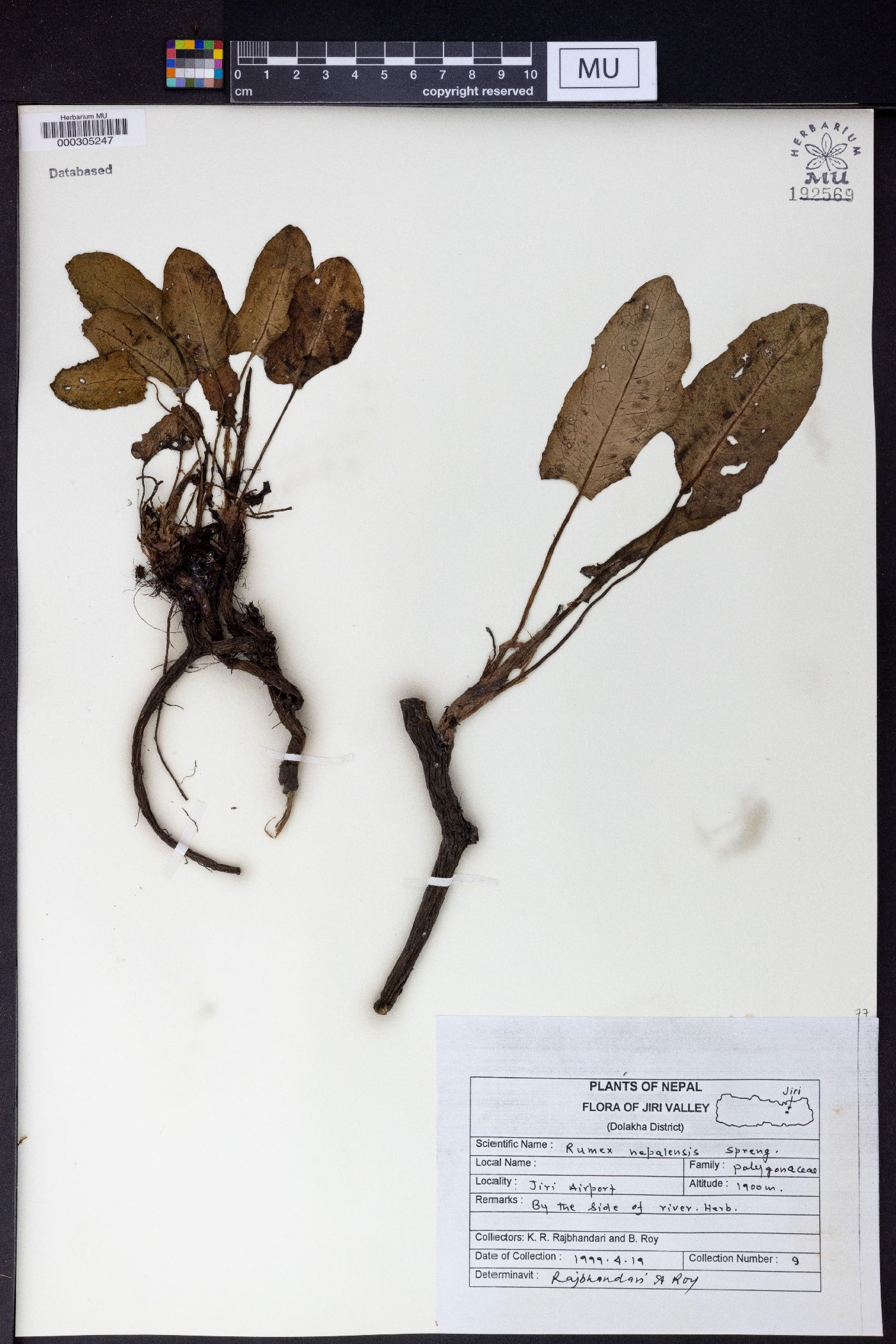 Rumex nepalensis image