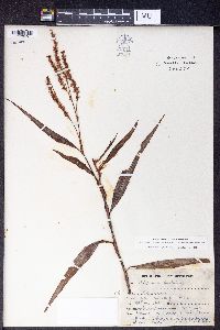 Image of Polygonum barbatum