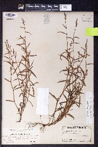 Polygonum foliosum image