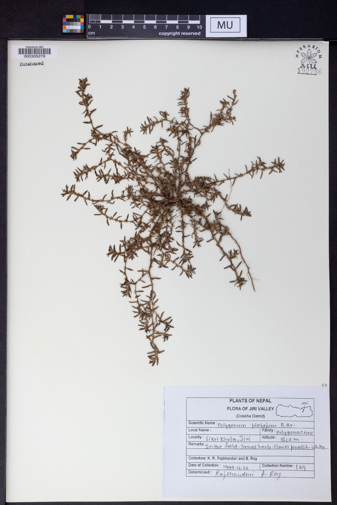 Polygonum plebejum image