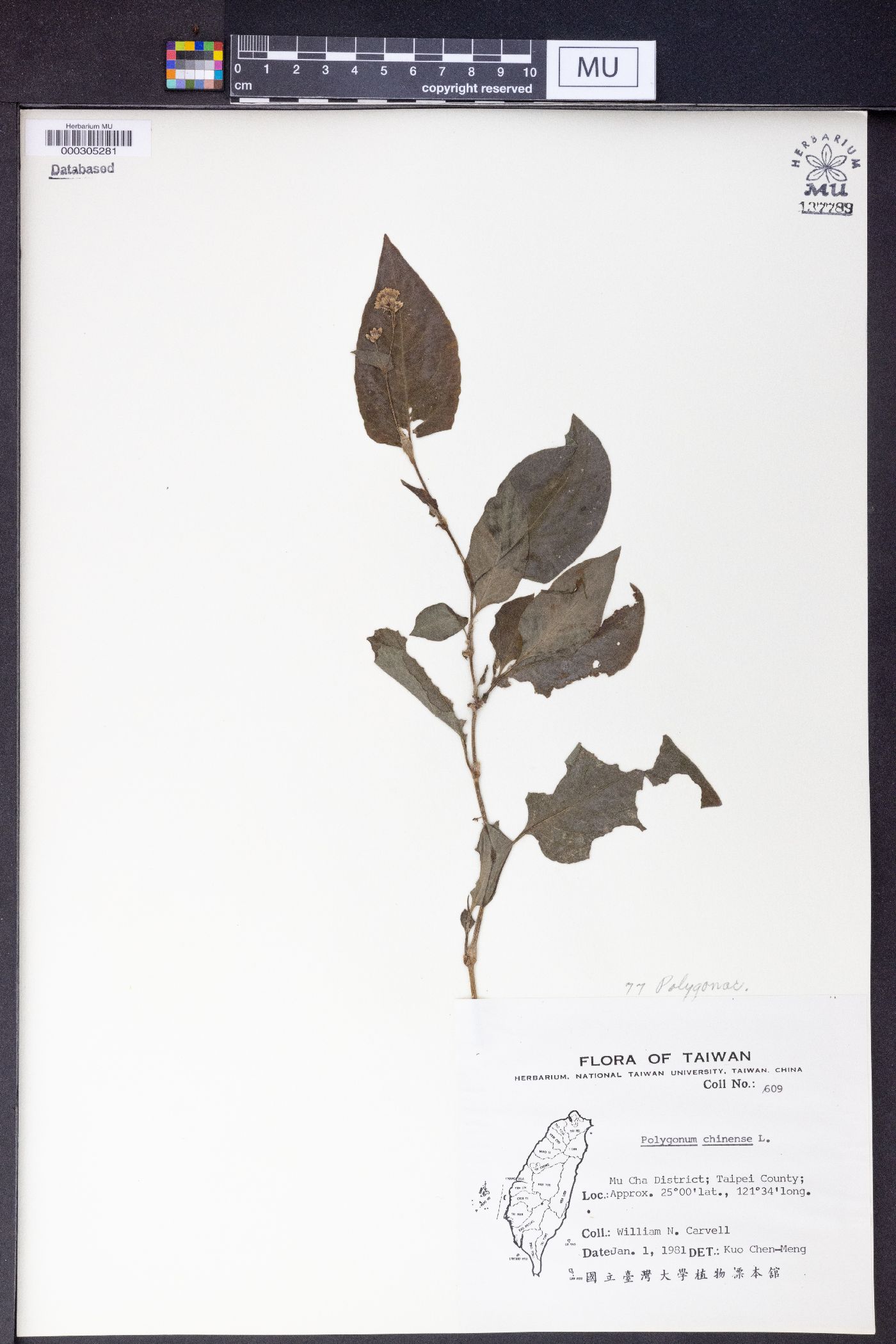 Polygonum chinense image