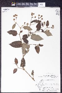 Polygonum chinense image