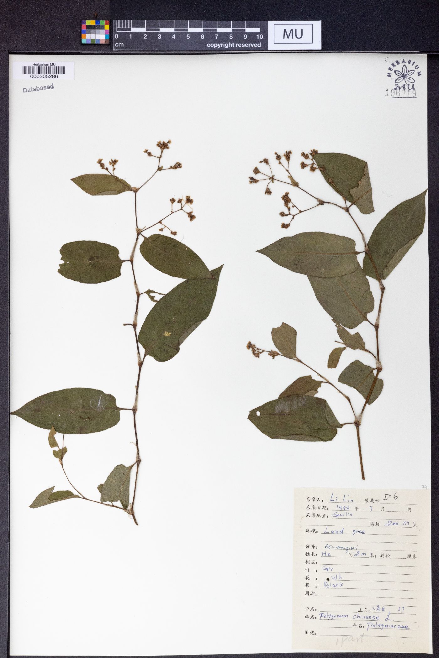 Polygonum chinense image