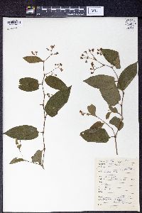 Polygonum chinense image