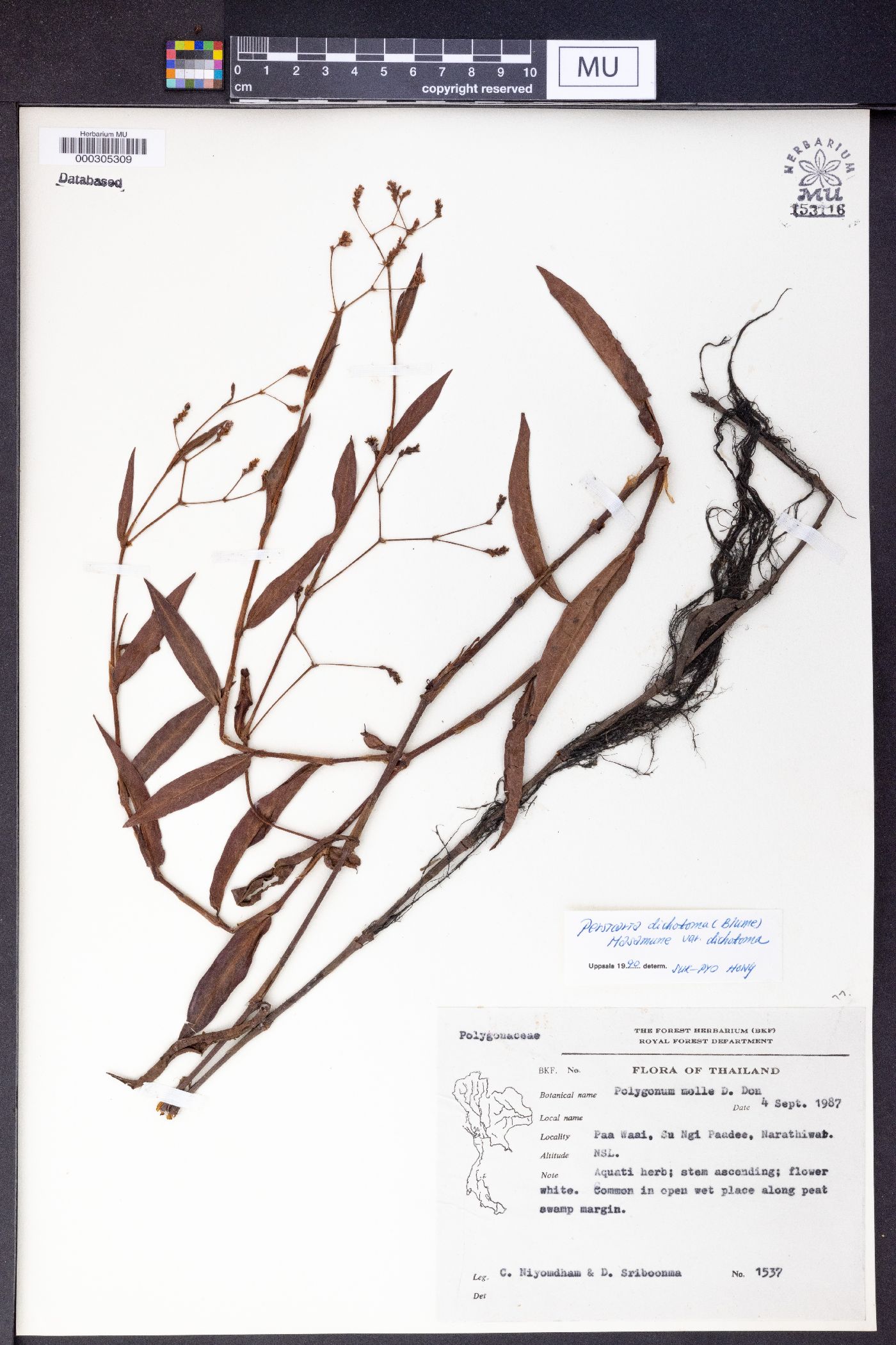 Polygonum molle image