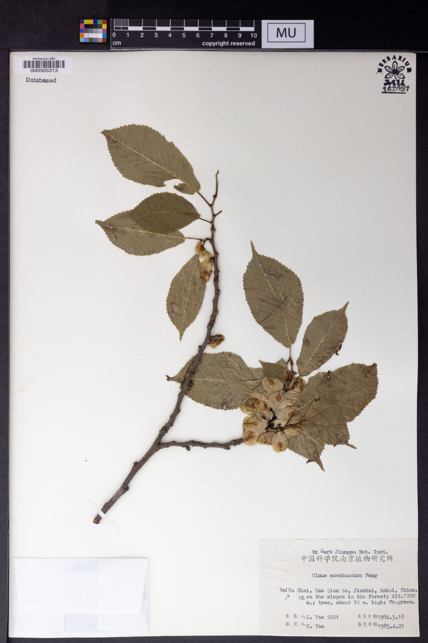 Ulmus szechuanica image