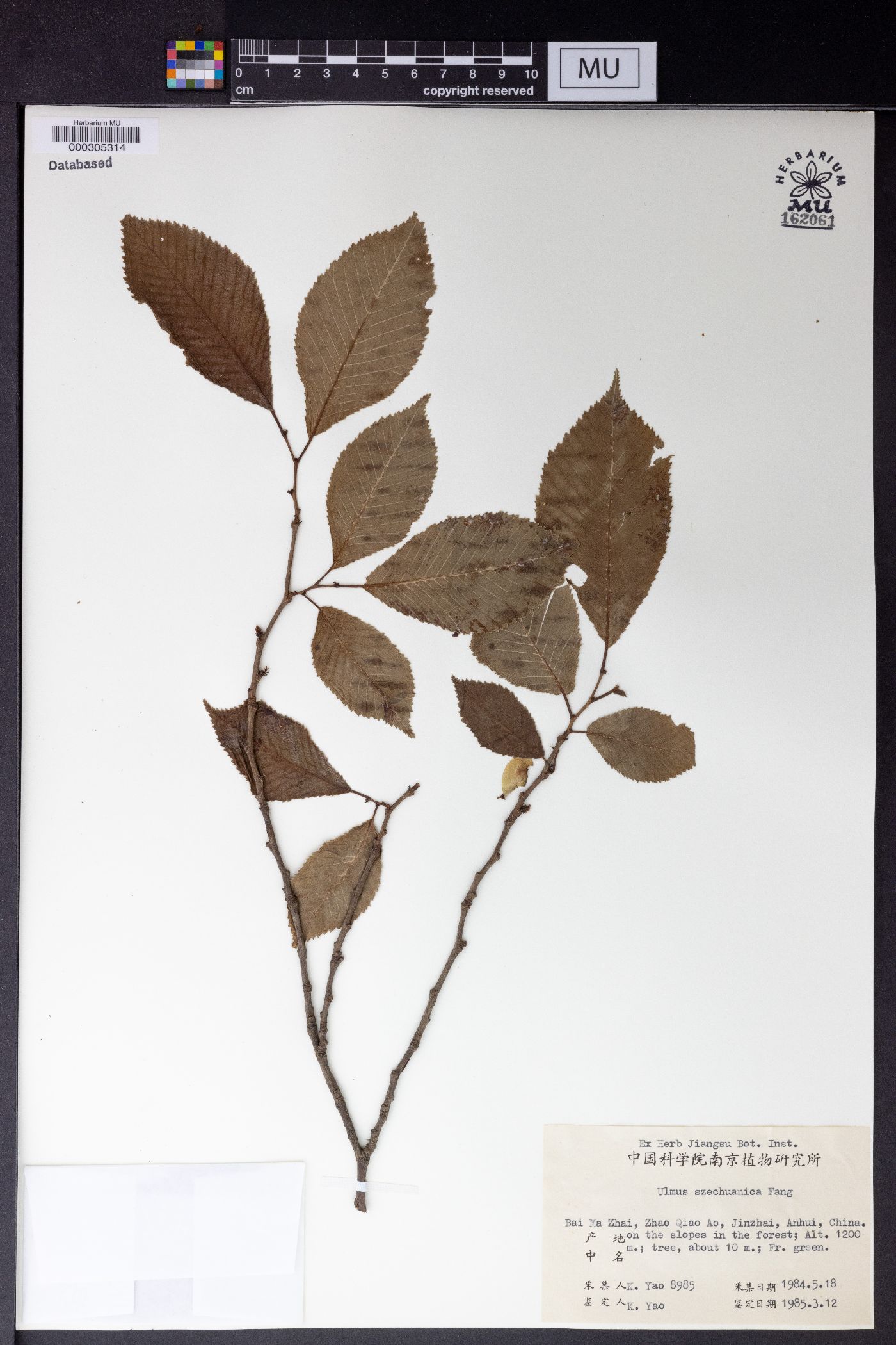 Ulmus szechuanica image