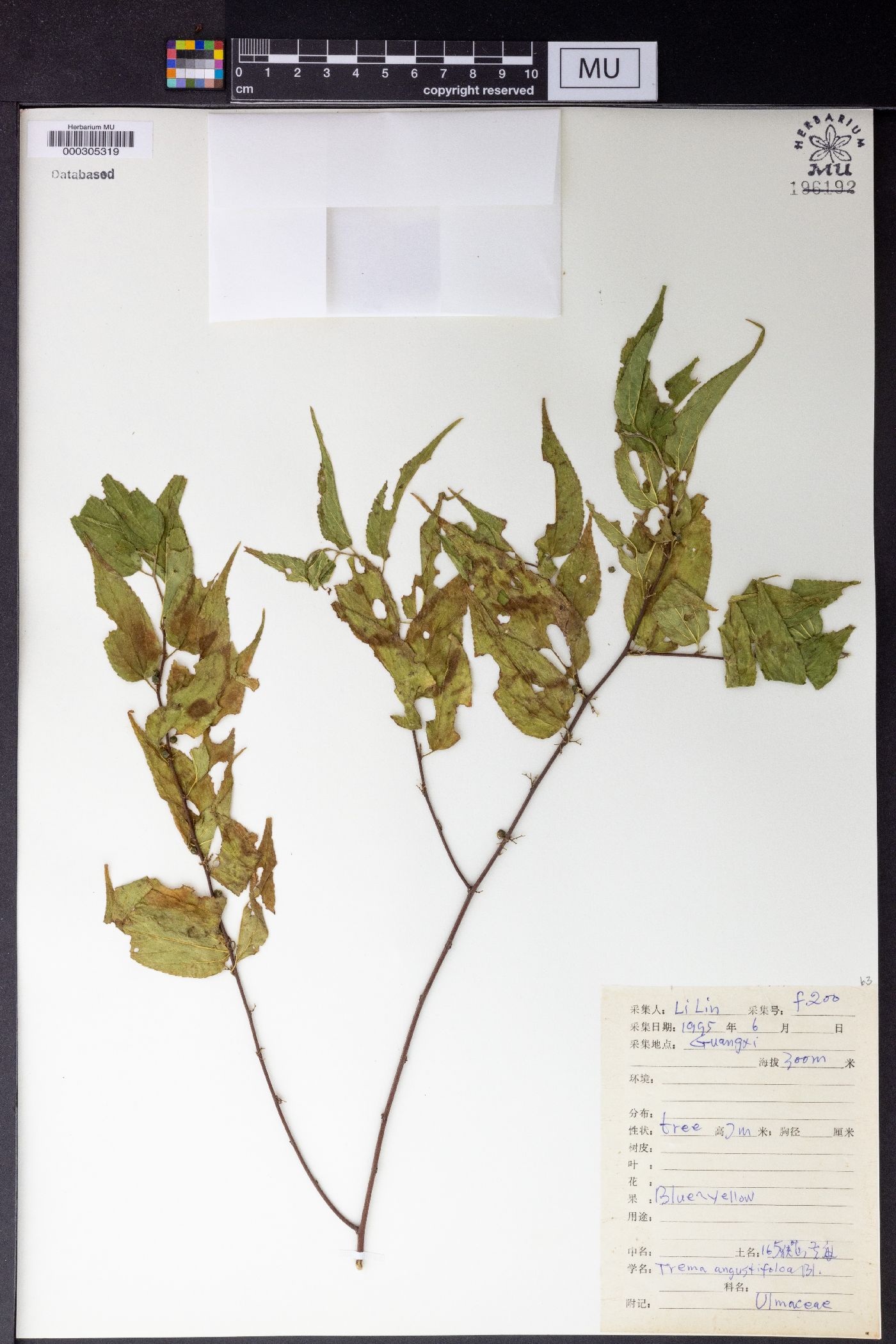 Trema angustifolia image