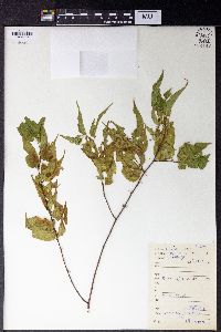 Image of Trema angustifolia