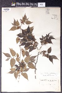 Aphananthe aspera image