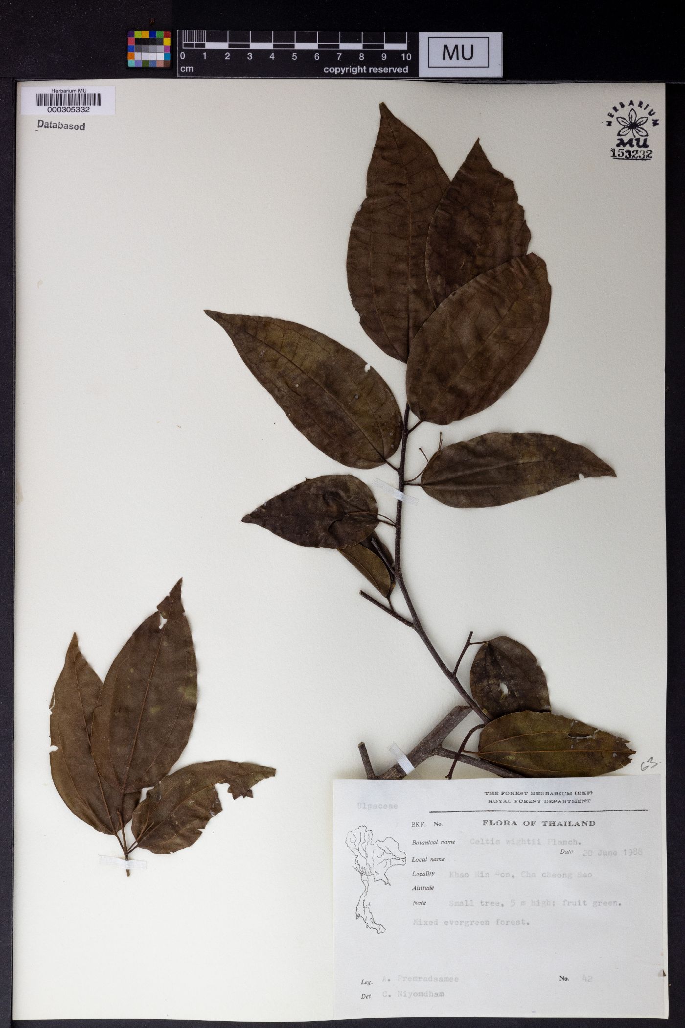 Celtis philippensis var. wightii image