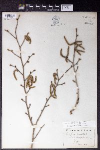 Corylus rostrata image