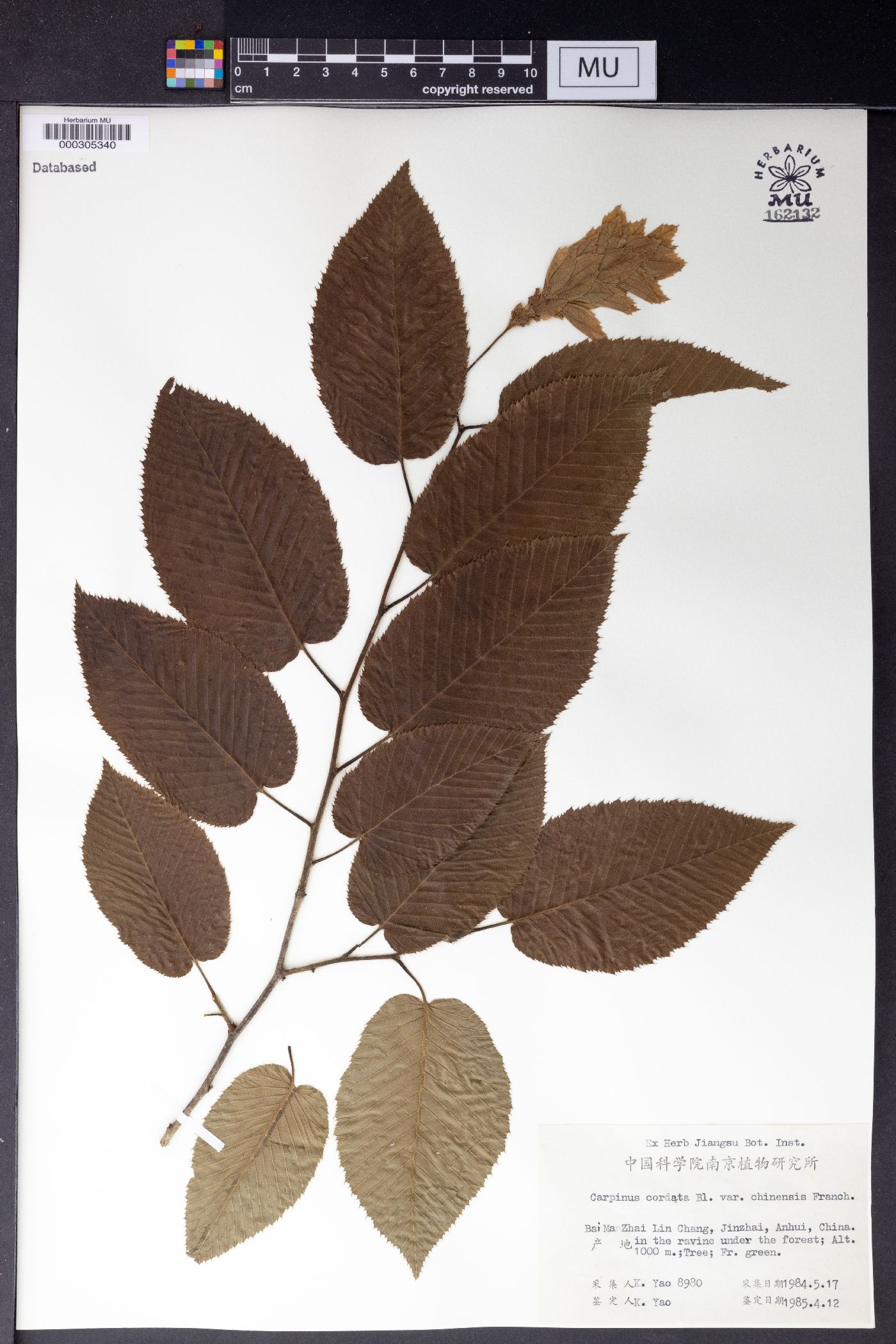 Carpinus cordata var. chinensis image