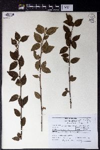 Betula alnoides image