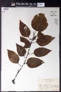 Betula luminifera image